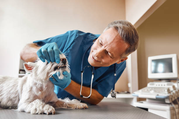 Best Same-Day Emergency Dental Services in Fabens, TX